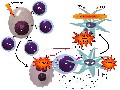 Devenir des monocytes