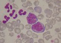 monocytes canins