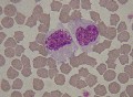 monocytes félins